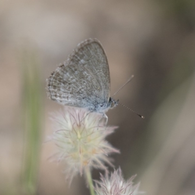 Zizina otis (Common Grass-Blue) at Michelago, NSW - 3 Jan 2018 by Illilanga