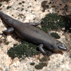 Egernia saxatilis (Black Rock Skink) at Cotter River, ACT - 11 Jan 2014 by KMcCue