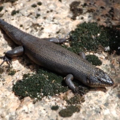 Egernia saxatilis (Black Rock Skink) at Cotter River, ACT - 11 Jan 2014 by KMcCue