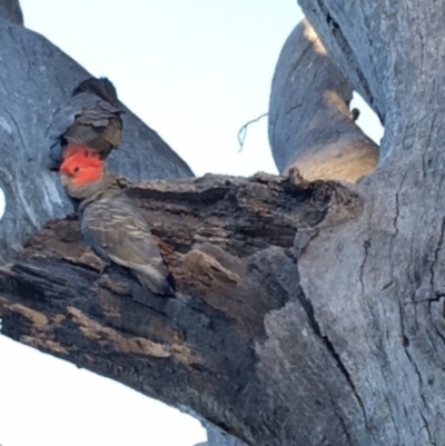 Callocephalon fimbriatum (Gang-gang Cockatoo) at Hughes, ACT - 16 Jan 2018 by KL