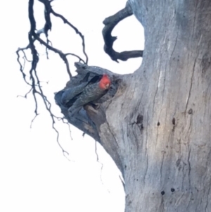 Callocephalon fimbriatum at Hughes, ACT - suppressed