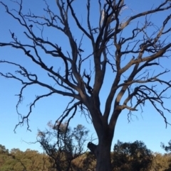 Callocephalon fimbriatum at Hughes, ACT - suppressed