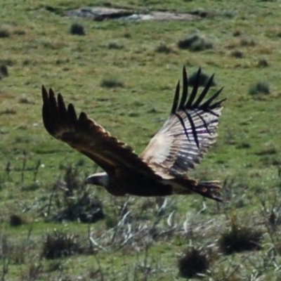 Aquila audax (Wedge-tailed Eagle) at Rendezvous Creek, ACT - 12 Oct 2013 by KMcCue