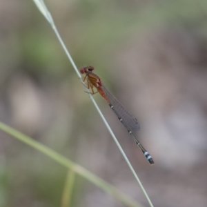 Xanthagrion erythroneurum at Michelago, NSW - 3 Jan 2018 05:41 PM