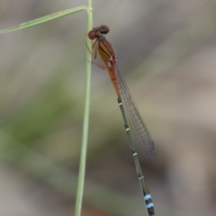 Xanthagrion erythroneurum at Michelago, NSW - 3 Jan 2018