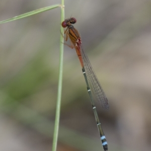 Xanthagrion erythroneurum at Michelago, NSW - 3 Jan 2018 05:41 PM