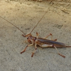 Gryllacrididae sp. (family) (Wood, Raspy or Leaf Rolling Cricket) at National Zoo and Aquarium - 15 Jan 2018 by RodDeb