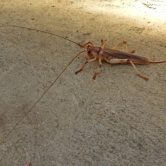 Gryllacrididae (family) at Molonglo Valley, ACT - 16 Jan 2018