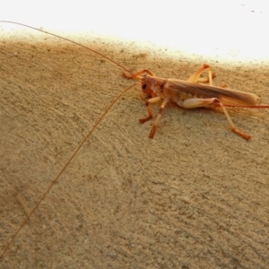 Gryllacrididae (family) at Molonglo Valley, ACT - 16 Jan 2018