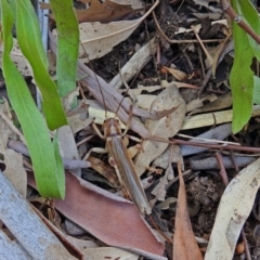 Gryllacrididae (family) at Molonglo Valley, ACT - 16 Jan 2018