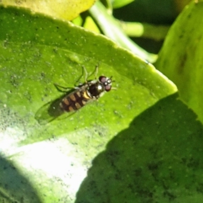 Melangyna viridiceps (Hover fly) at Isaacs, ACT - 29 Oct 2016 by galah681