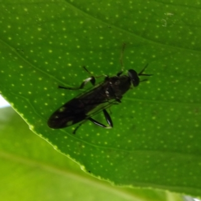 Exaireta spinigera (Garden Soldier Fly) at Isaacs, ACT - 29 Oct 2016 by galah681