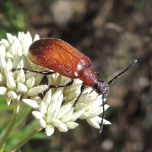 Ecnolagria grandis at Conder, ACT - 30 Dec 2017 06:49 PM