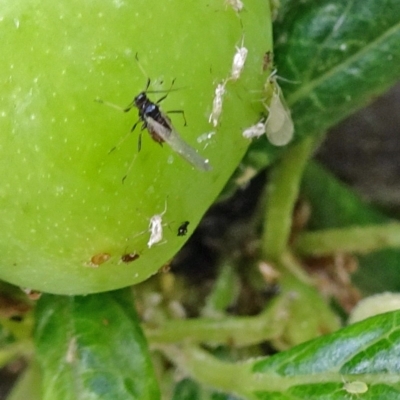 Aphididae (family) (Unidentified aphid) at Isaacs, ACT - 29 Oct 2017 by galah681