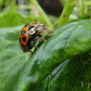 Harmonia conformis at Isaacs, ACT - 29 Oct 2017 09:34 AM