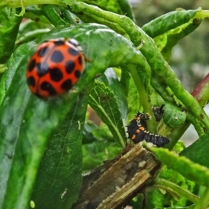 Harmonia conformis at Isaacs, ACT - 29 Oct 2017 09:34 AM