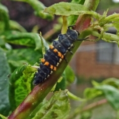 Harmonia conformis at Isaacs, ACT - 29 Oct 2017 09:34 AM