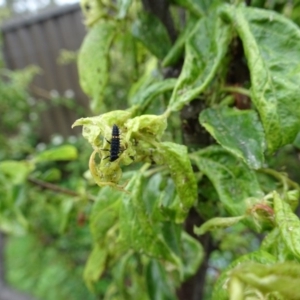 Harmonia conformis at Isaacs, ACT - 29 Oct 2017 09:34 AM