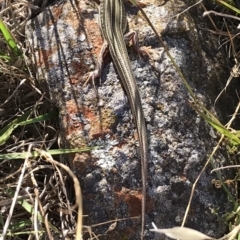 Ctenotus robustus (Robust Striped-skink) at Belconnen, ACT - 16 Jan 2018 by JasonC