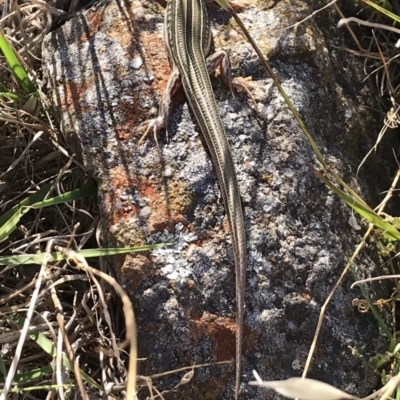 Ctenotus robustus (Robust Striped-skink) at Mount Painter - 16 Jan 2018 by JasonC