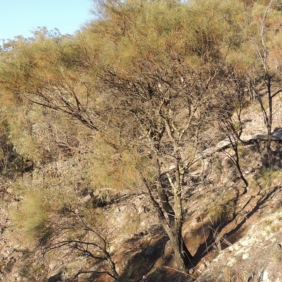 Allocasuarina verticillata (Drooping Sheoak) at Conder, ACT - 30 Dec 2017 by michaelb