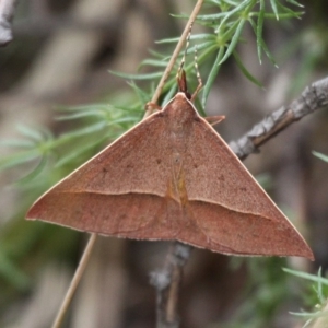 Epidesmia chilonaria at Cotter River, ACT - 7 Jan 2018 03:45 PM