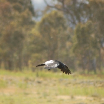 Corvus coronoides (Australian Raven) at Belconnen, ACT - 9 Nov 2013 by KMcCue