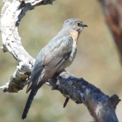 Cacomantis flabelliformis (Fan-tailed Cuckoo) at Mount Clear, ACT - 3 Nov 2013 by KMcCue