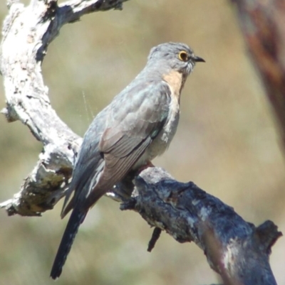 Cacomantis flabelliformis (Fan-tailed Cuckoo) at Mount Clear, ACT - 3 Nov 2013 by KMcCue