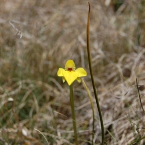 Diuris monticola at Mount Clear, ACT - suppressed