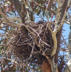 Corvus coronoides (Australian Raven) at Rendezvous Creek, ACT - 25 Sep 2013 by KMcCue