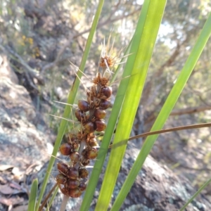 Lomandra longifolia at Conder, ACT - 30 Dec 2017