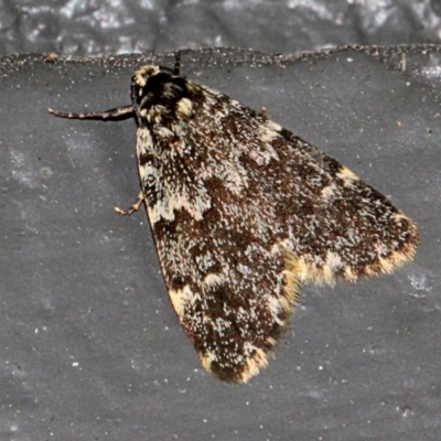 Halone coryphoea (Eastern Halone moth) at O'Connor, ACT - 17 Nov 2017 by PeteWoodall