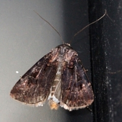 Agrotis porphyricollis (Variable Cutworm) at O'Connor, ACT - 18 Nov 2017 by PeteWoodall