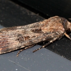 Agrotis munda (Brown Cutworm) at O'Connor, ACT - 18 Nov 2017 by PeteWoodall