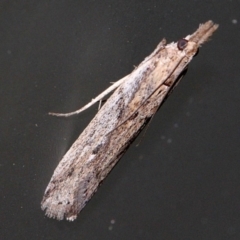 Faveria tritalis (Couchgrass Webworm) at O'Connor, ACT - 18 Nov 2017 by PeteWoodall