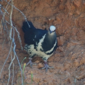 Leucosarcia melanoleuca at Cotter River, ACT - 21 Dec 2012