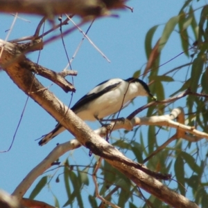 Lalage tricolor at Rendezvous Creek, ACT - 22 Dec 2012