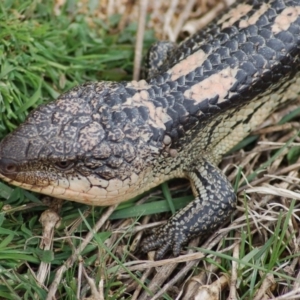 Tiliqua nigrolutea at Rendezvous Creek, ACT - 13 Oct 2012 03:05 PM