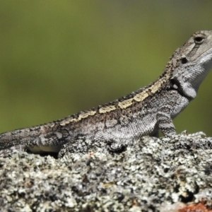 Amphibolurus muricatus at Booth, ACT - 17 Jan 2018 10:26 AM