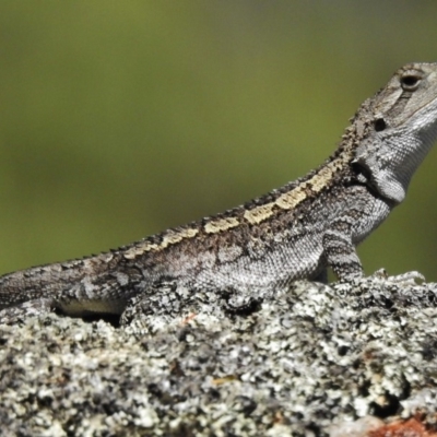 Amphibolurus muricatus (Jacky Lizard) at Booth, ACT - 16 Jan 2018 by JohnBundock