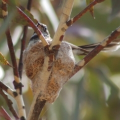 Rhipidura albiscapa (Grey Fantail) at Tennent, ACT - 25 Nov 2012 by KMcCue