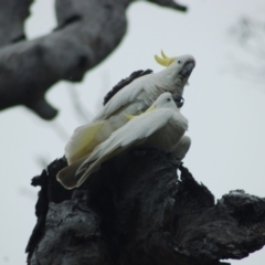 Cacatua galerita (Sulphur-crested Cockatoo) at Throsby, ACT - 16 Oct 2012 by KMcCue