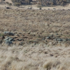 Oryctolagus cuniculus (European Rabbit) at Rendezvous Creek, ACT - 8 Sep 2012 by KMcCue