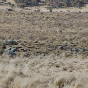 Oryctolagus cuniculus at Rendezvous Creek, ACT - 8 Sep 2012