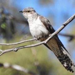 Cacomantis pallidus (Pallid Cuckoo) at Booth, ACT - 17 Jan 2018 by JohnBundock