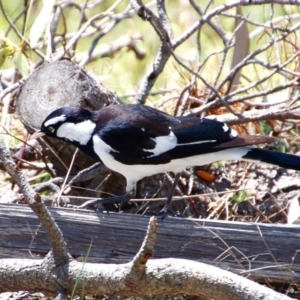 Grallina cyanoleuca at Belconnen, ACT - 6 Nov 2016 02:45 AM