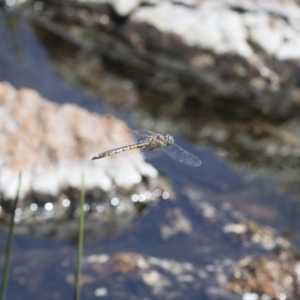 Hemicordulia tau at Michelago, NSW - 12 Nov 2017