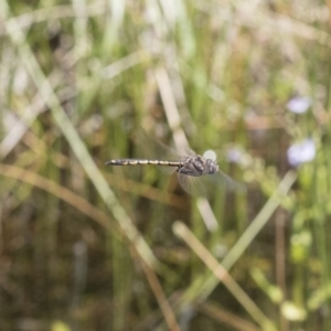 Hemicordulia tau at Michelago, NSW - 12 Nov 2017