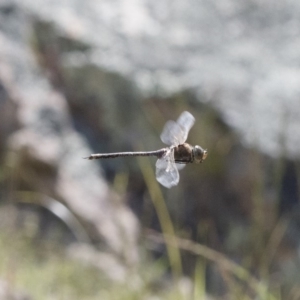 Anax papuensis at Michelago, NSW - 12 Nov 2017